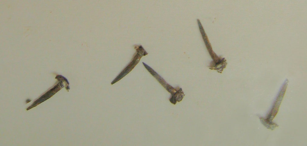 1-inch nails made c.1721, from Chowbent Chapel ceiling. Photo by Peter Wood, 23 Dec 2003