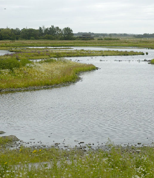 Martin Mere